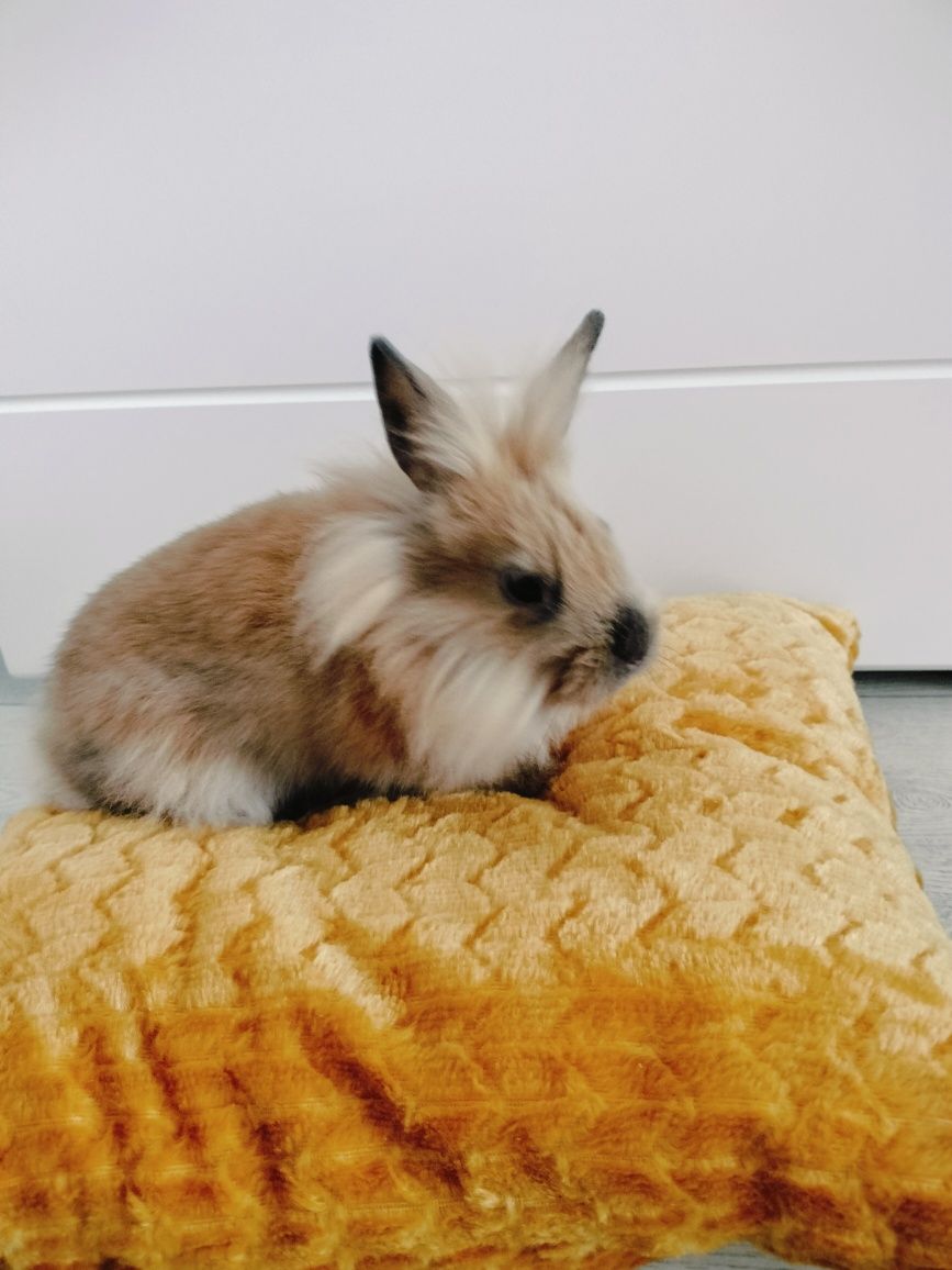 Królik miniaturka