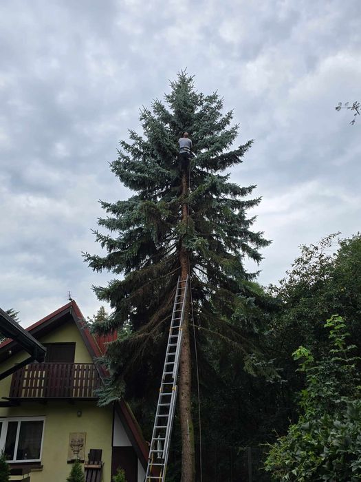 Wycinka drzew frezowanie pni