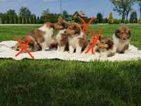 Owczarek szkocki collie 7 tygodni