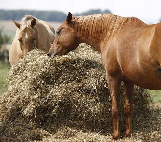 Siano dla Koni Konia do stadniny Siano KOSTKA 14 kg GRYZONIE