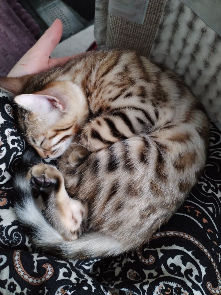 Бенгальске кошеня, дівчинка