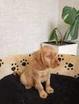 Cocker spaniel szczenię piesek