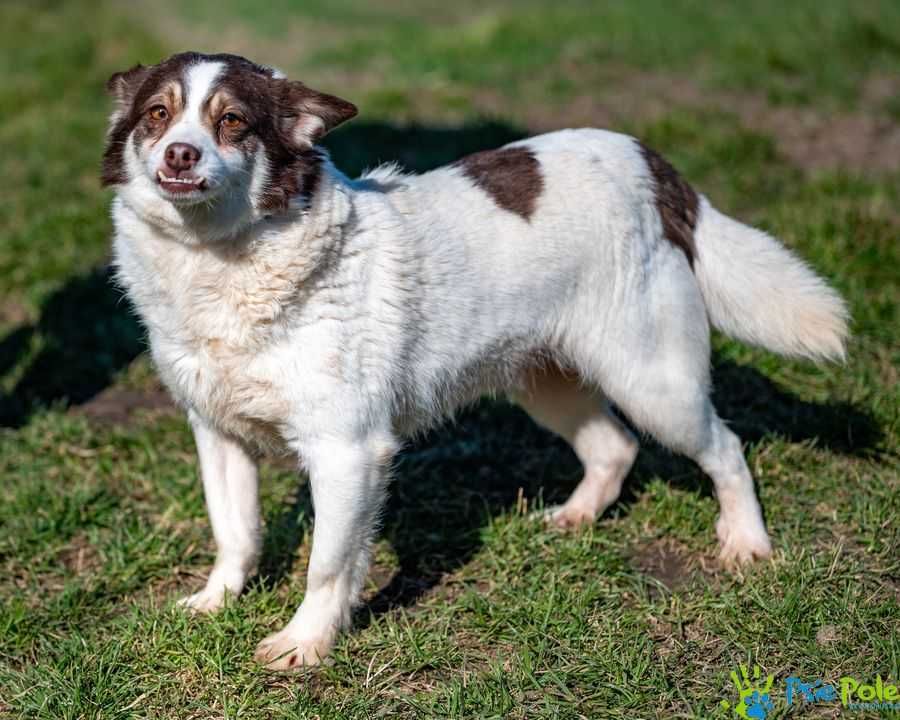 Wesoły, kochany piesek PORTO szuka domku, spokojny