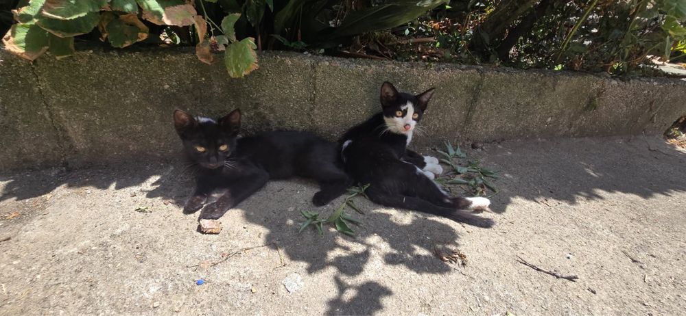 Gatos para adoção