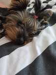 Yorkshire terrier