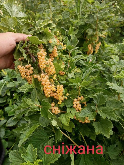 Смородина(червона,біла,чорна), ожина,  агрус, горіх велетень