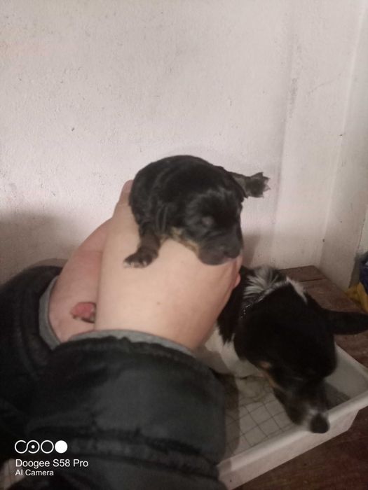 Oddam pieski pieska szczeniaki szczeniaka