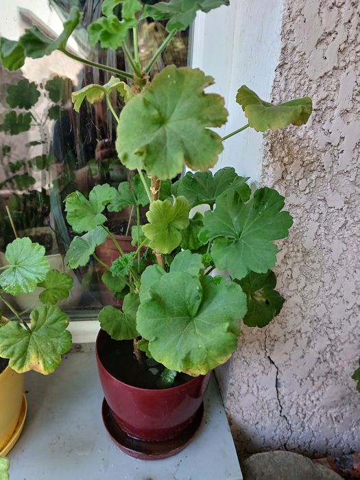 Герань пеларгония красная и белая