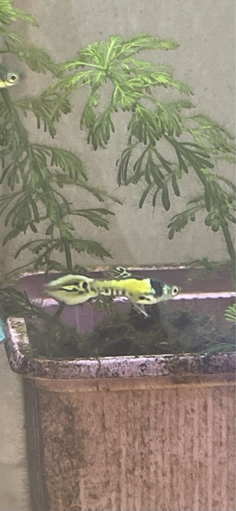 Guppys para venda