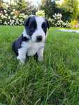 Suczka border collie