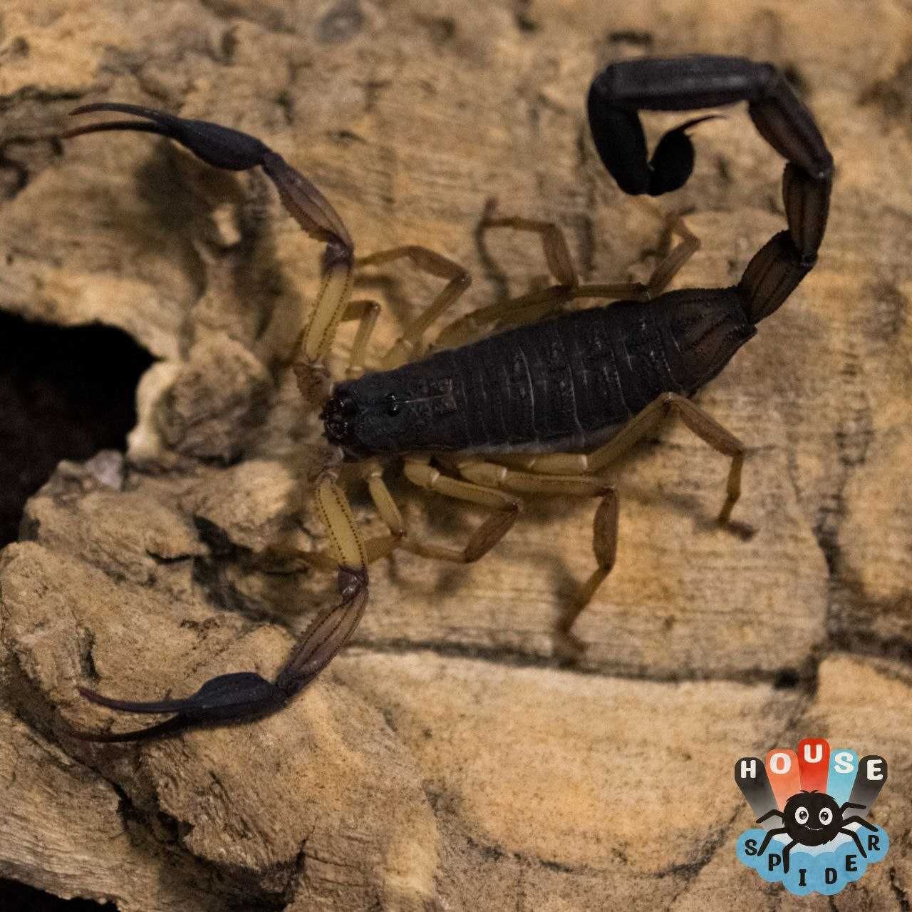 Centruroides bicolor малыши л2 скорпиона древесного редкого