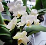 Phal. Sogo Popcorn