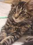 Kot i kotka Maine Coon z rodowodem