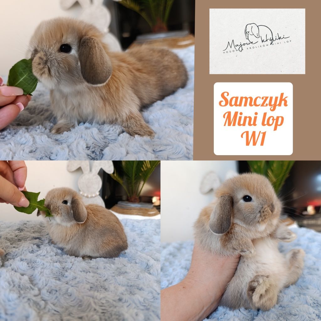 Królik króliczek mini lop hodowla zarejestrowana 910-P
