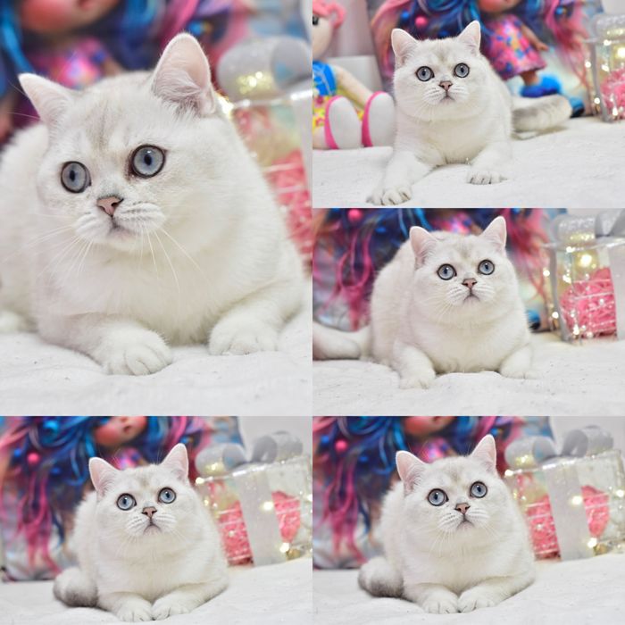 Серебристая шиншилла поинт, британский котик