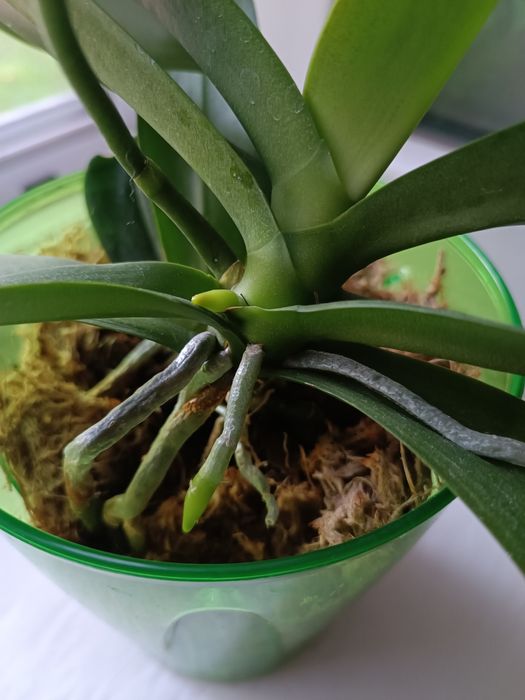 Продам  орхідею фаленопсіс