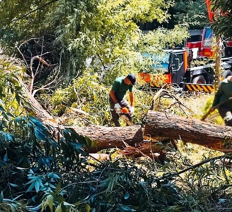 LimpezasPro     Serviços Limpeza Terrenos e Jardim