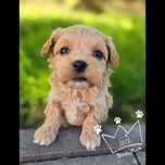 Maltipoo maltidodle samiec red Badania paszport wyprawka