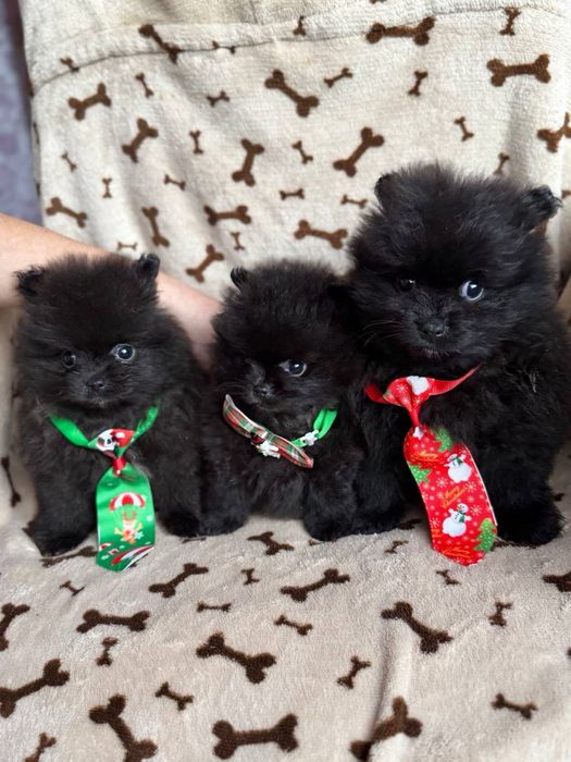 Кремові та чорні цуценята шпіц