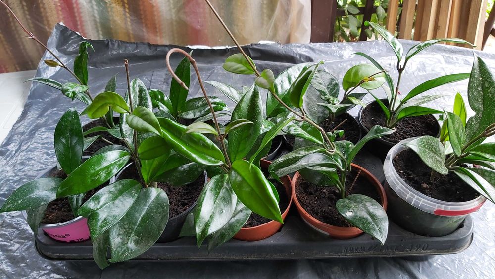 Hoja pnąca (Ficus pumila)