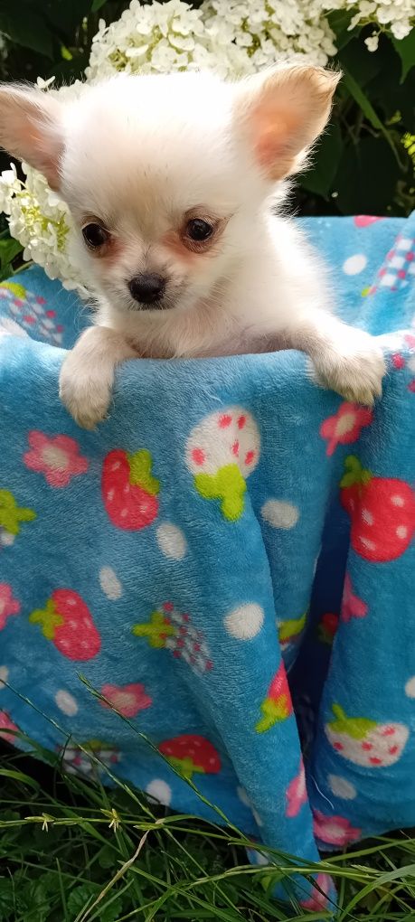 Chihuahua suczka długowłosa