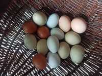 Jaja lęgowe mix kolorowych