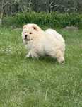 Chow chow kremowa suczka