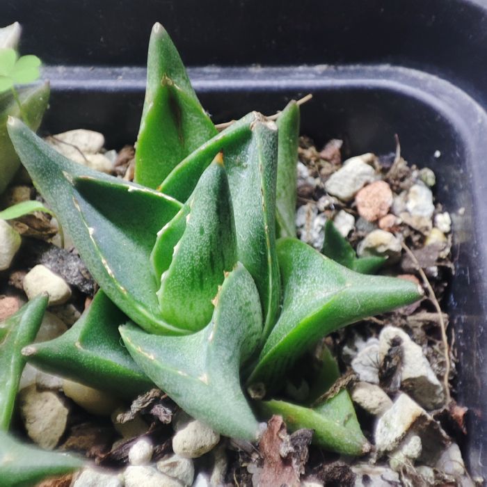 Агава Agave продаж