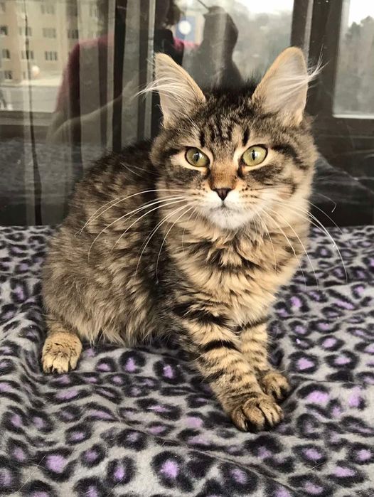 Шикарный пушистый котёнок бесплатно