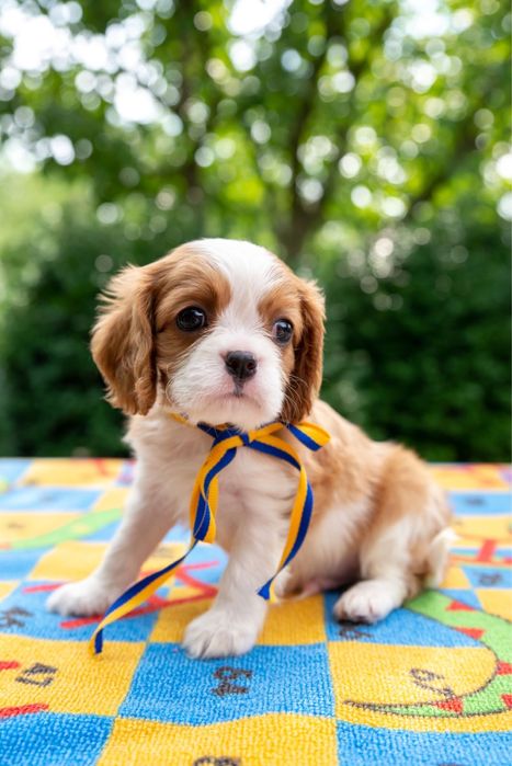 Кавалер кинг чарльз спаниель КСУ