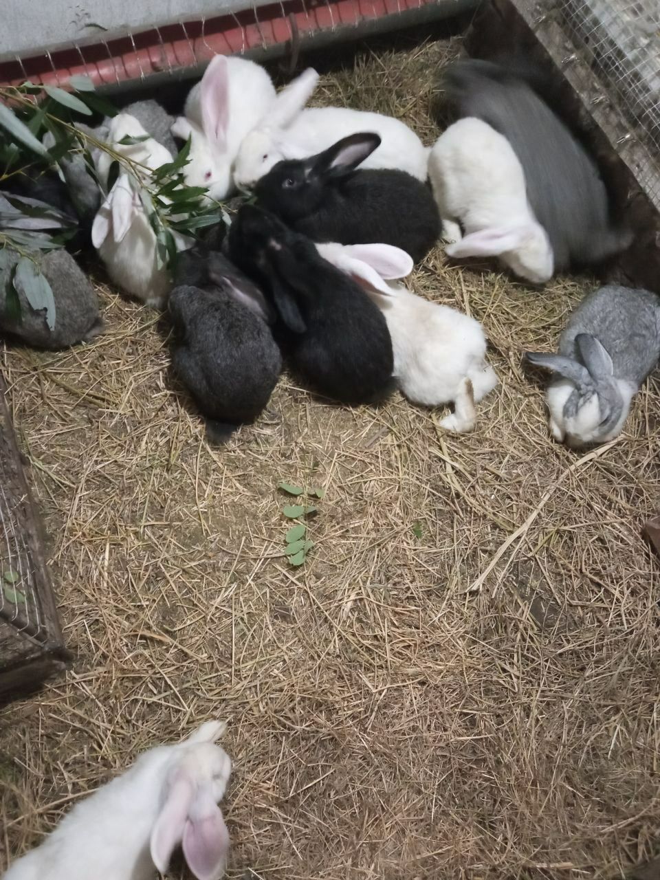 Продам кролики кролі, м'ясо кроля, тушка кролика