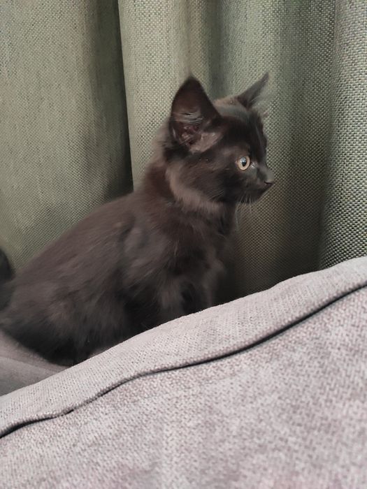Котик черный и рыжий