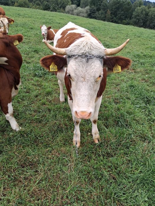Dwie jałówki mleczne wysokocielne