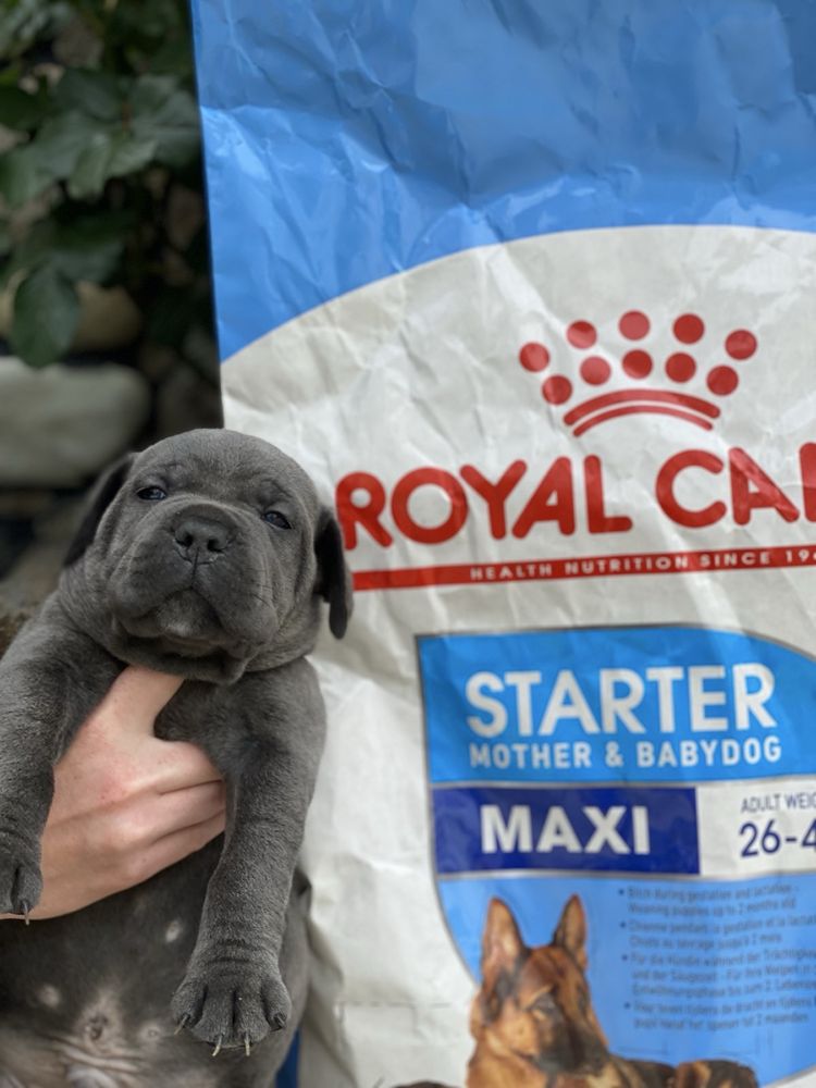 Щеночки Cane corso-відкрита резервація