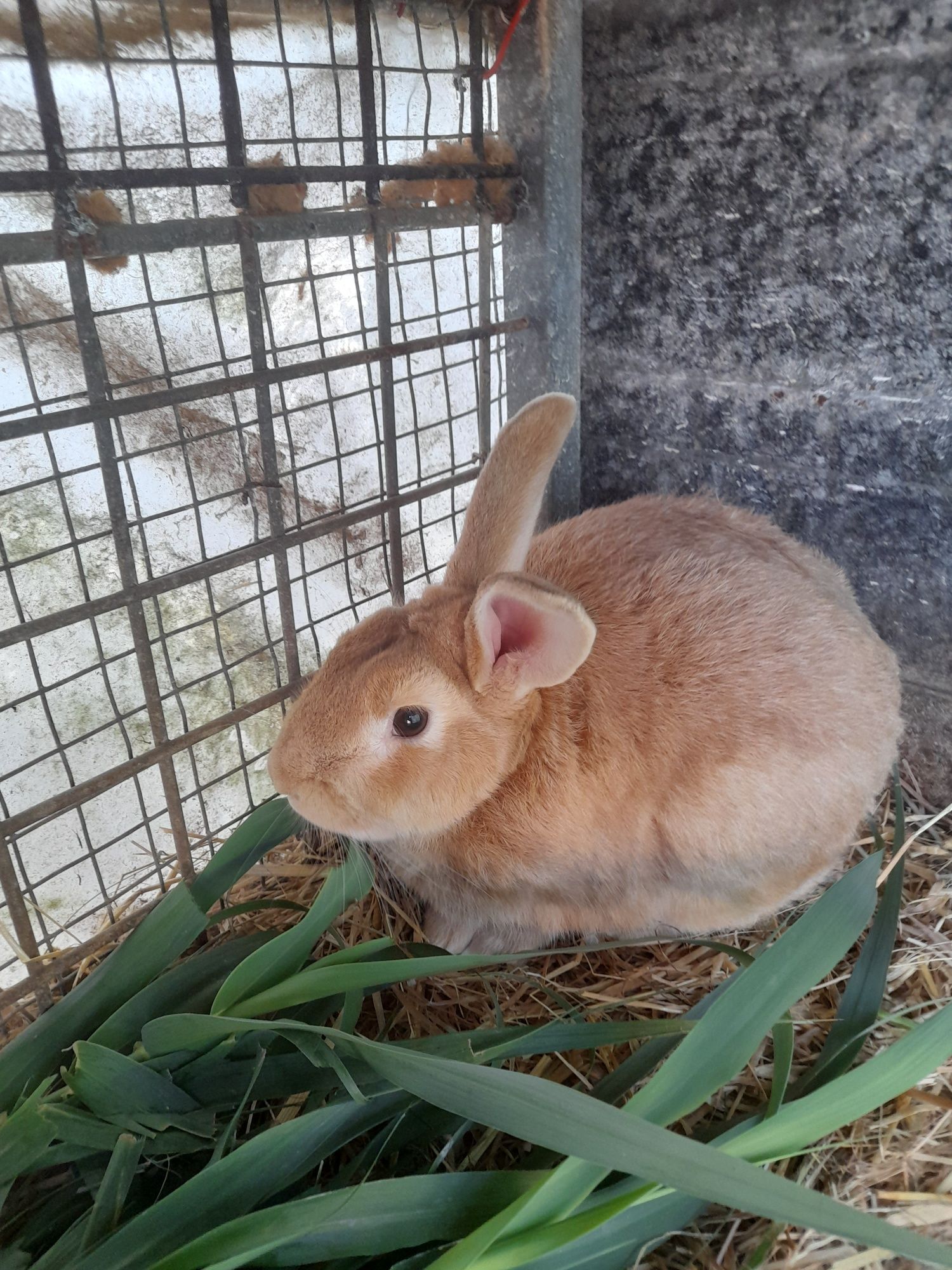 Vendo coelha cheia e macho