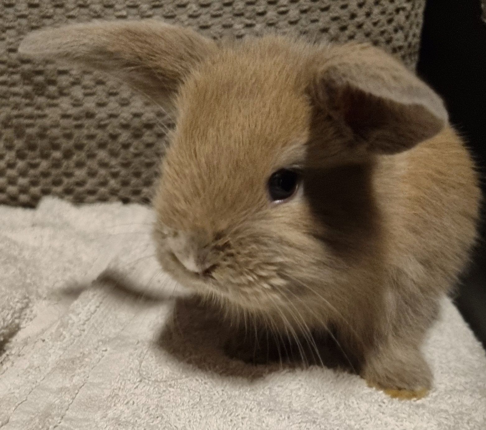 Królik baranek mini lop