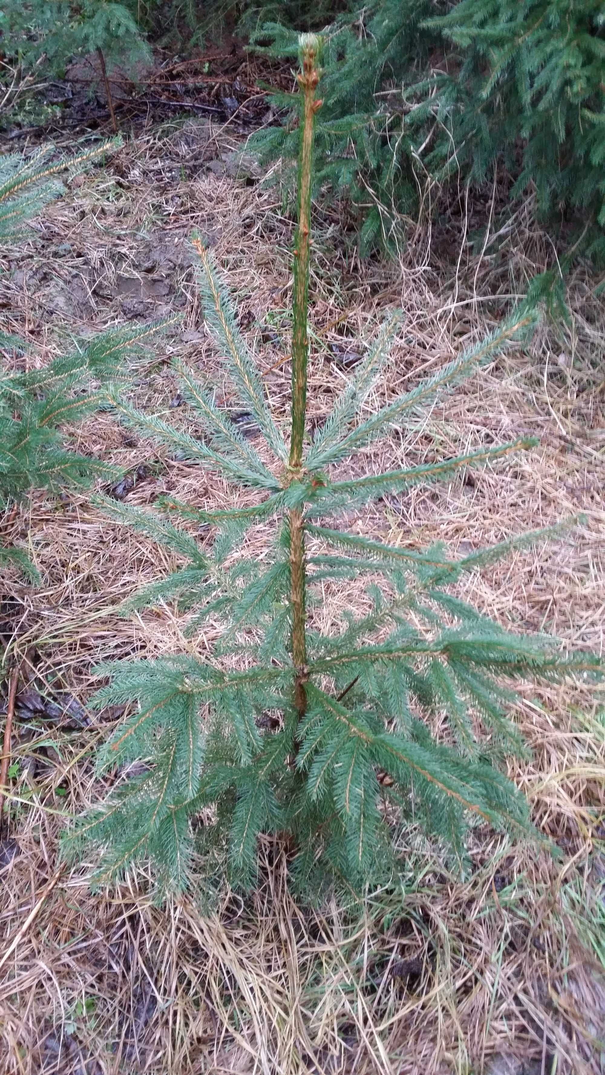 Bukszpan sadzonki 25cm swierk 50 cm 1 m sadzonki