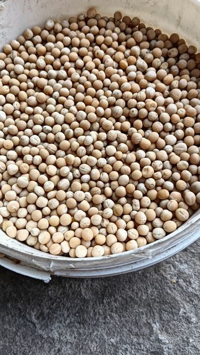 Groch Batuta zbiór 2025