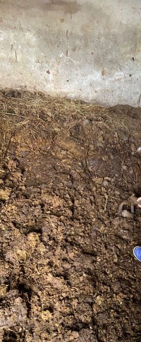 Vendo estrume de cavalo