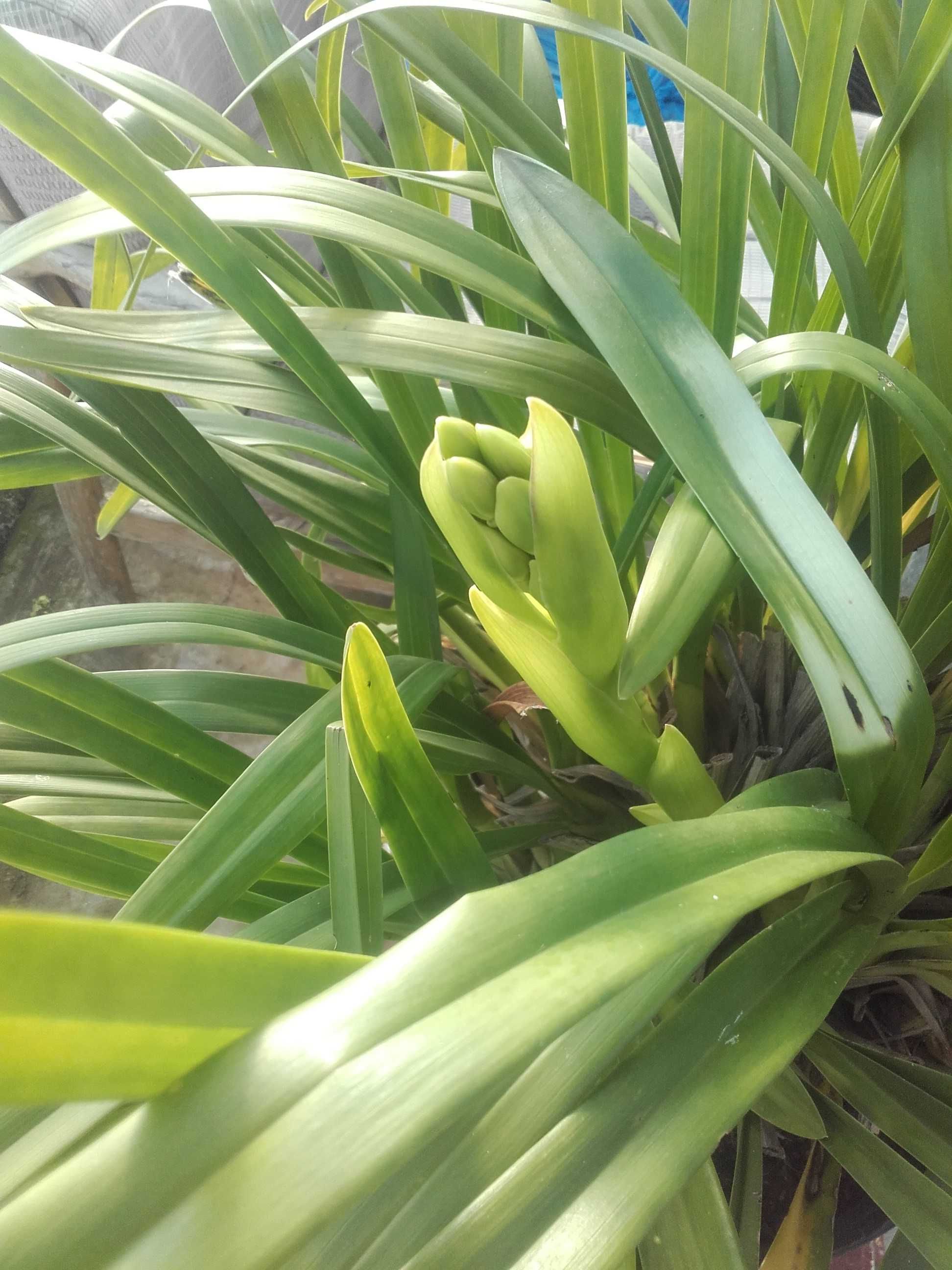 cymbidium storczyk