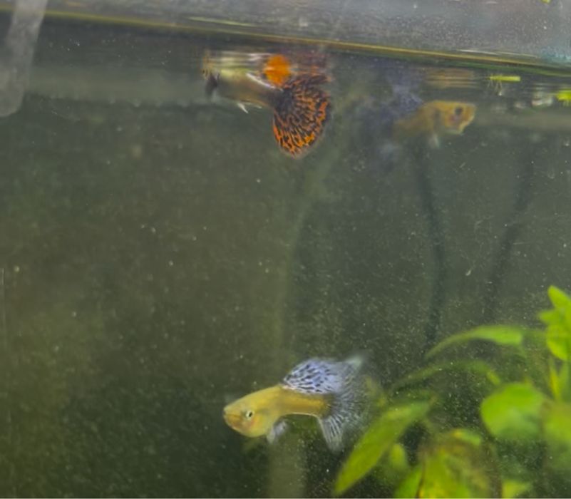 Guppy Dumbo Red Mocais (Linhagem)