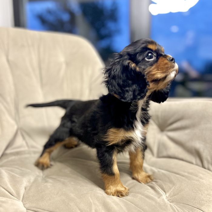 Cavalier King Charles Spaniel black&tan piesek