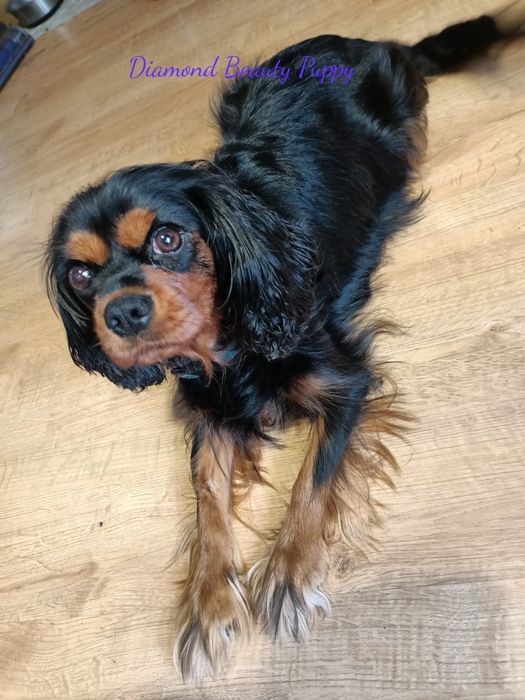 Cavalier King Charles spaniel maści B &t