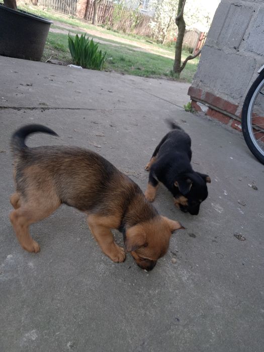 Szczeniaki na oddanie