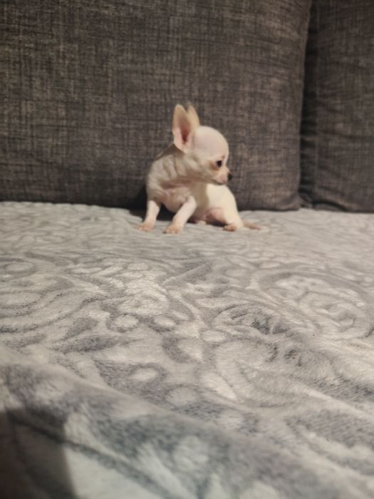 Chihuahua śliczna suczka