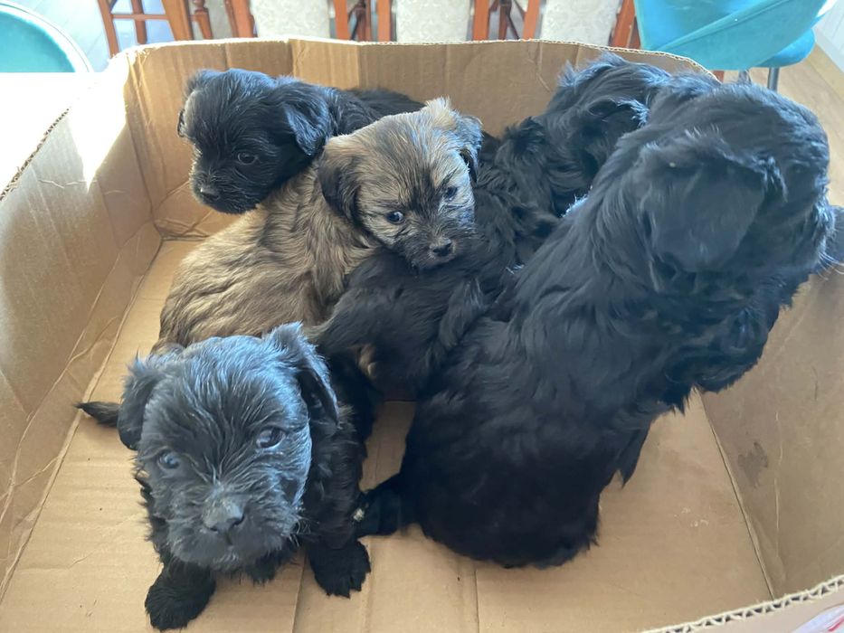 Pinczery pieski do oddania w dobre rece