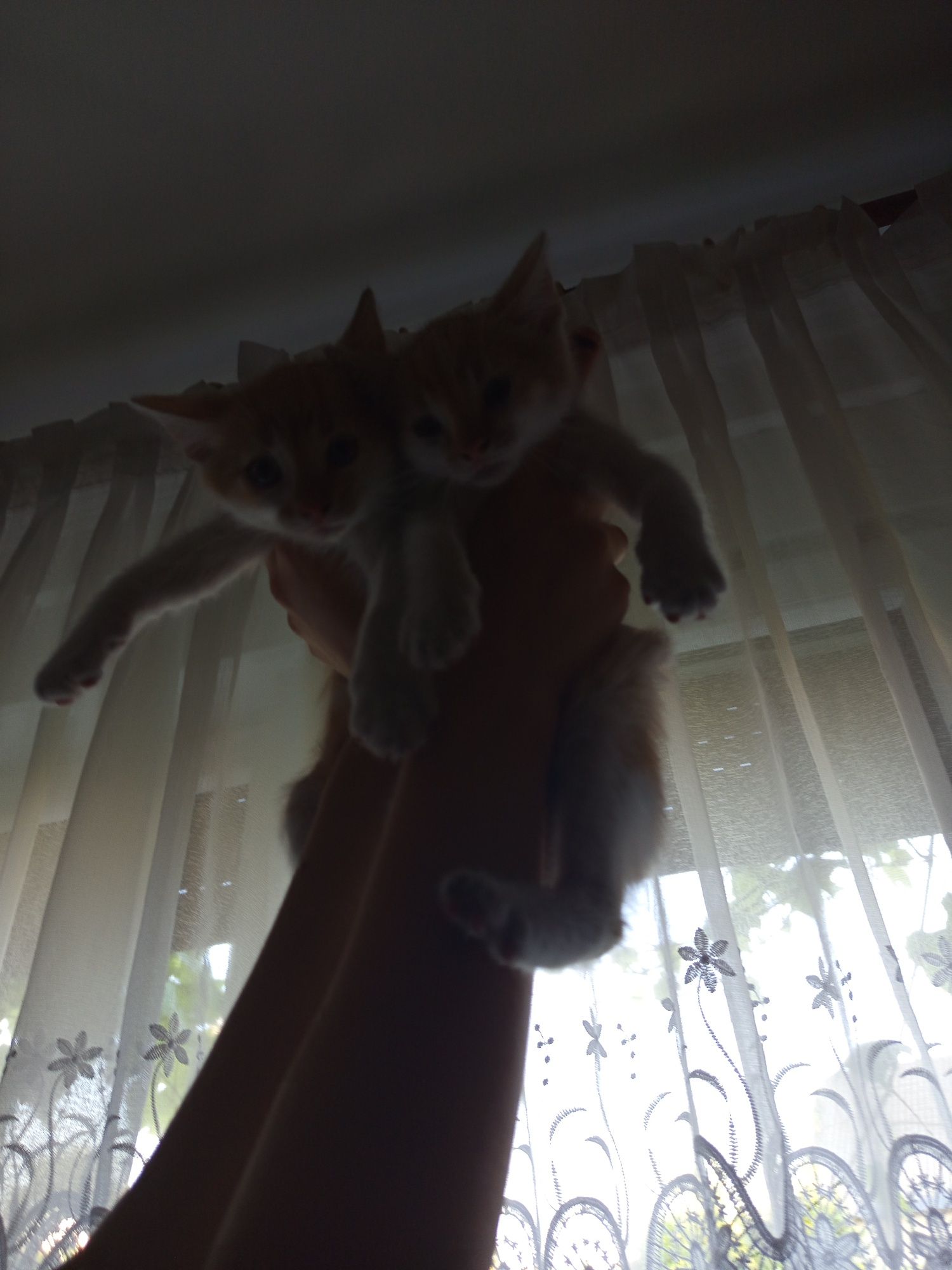 Kocurki do oddania