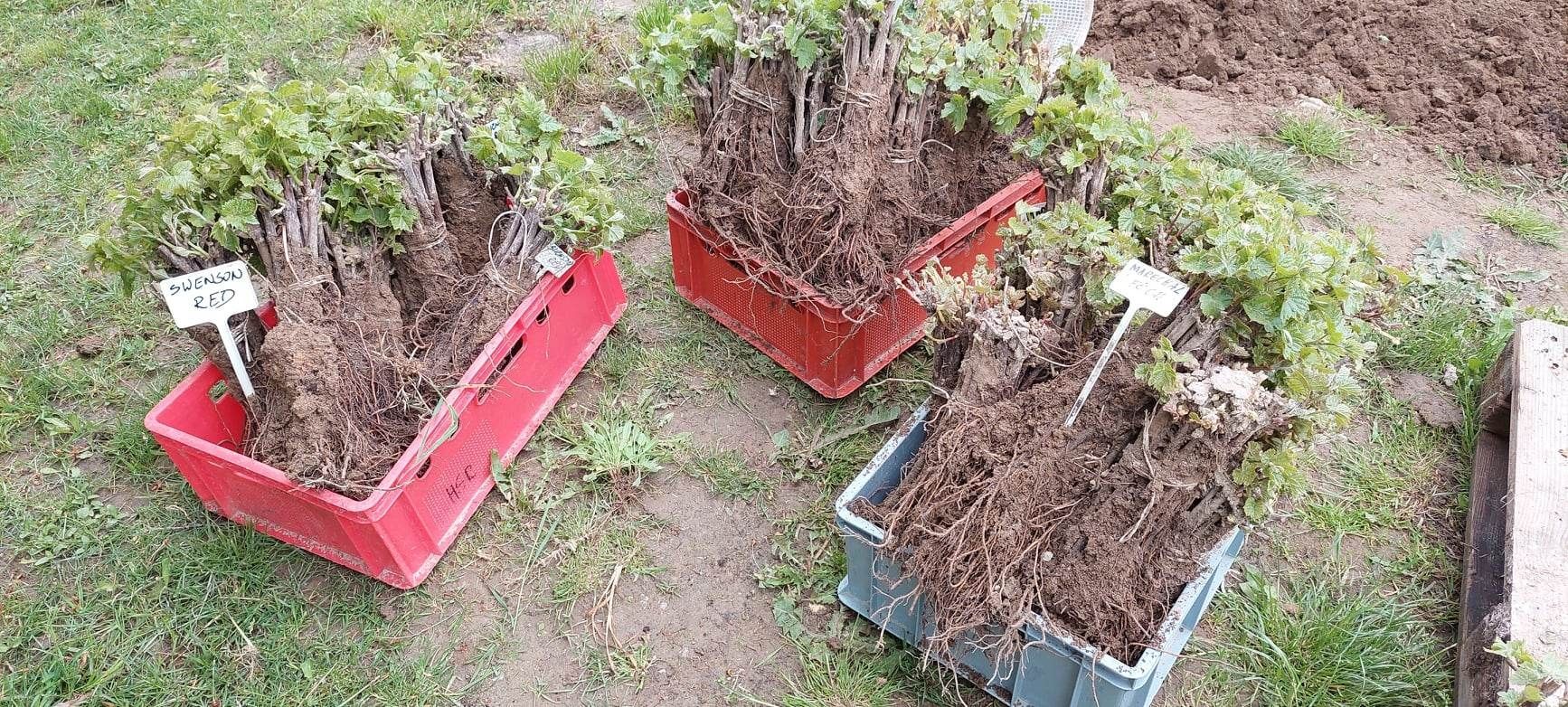 Sadzonki winorośli z paszportem na sprzedaż, jednoroczne, dwuletnie