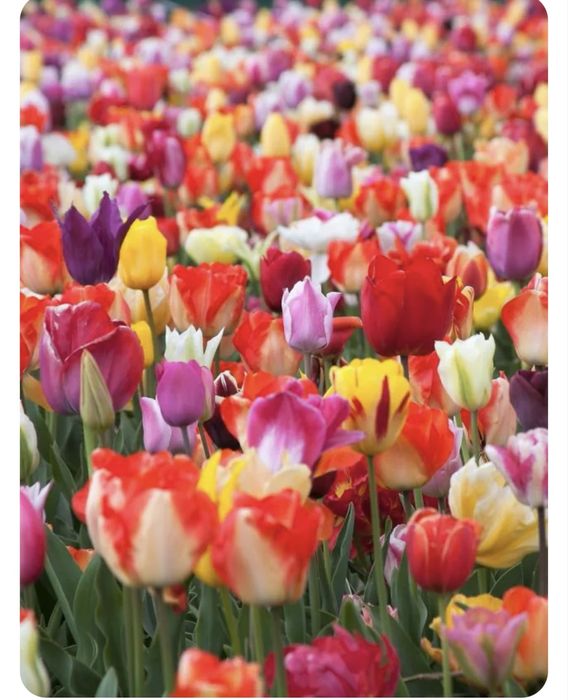 Cebulki tulipanów Tulipany