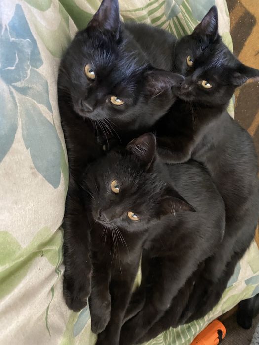 Кіт кішка кошенятя